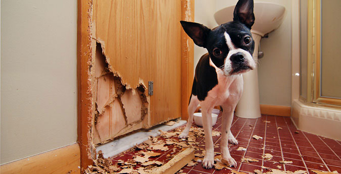 Hundehaftpflicht - Hund hat Tür beschädigt 