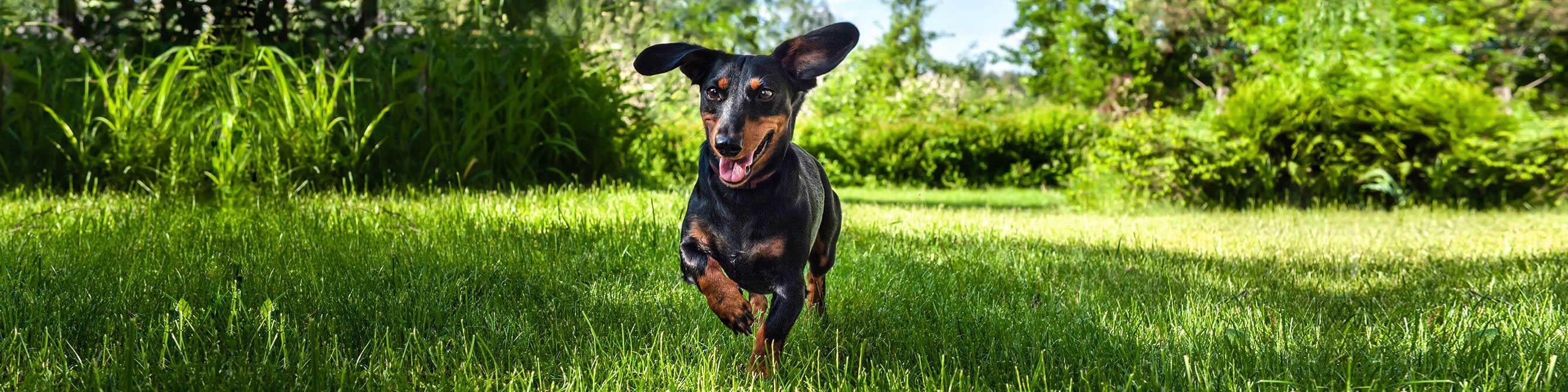 Der Hund rennt