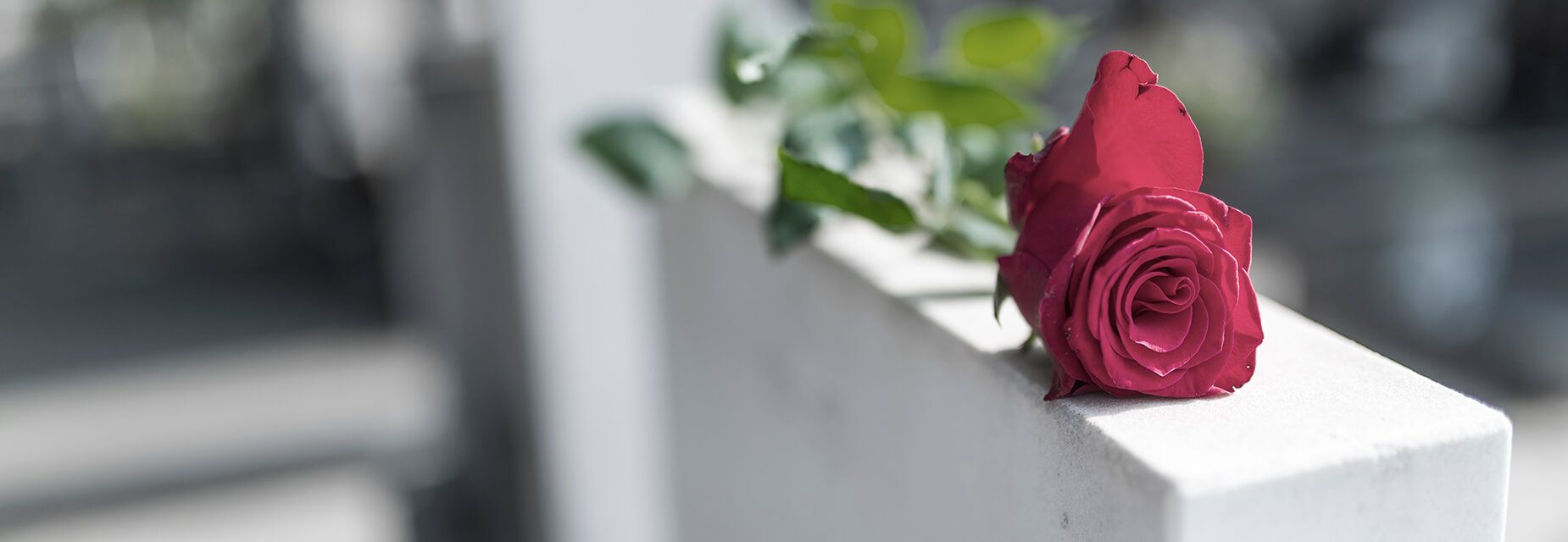Rose auf Mauer