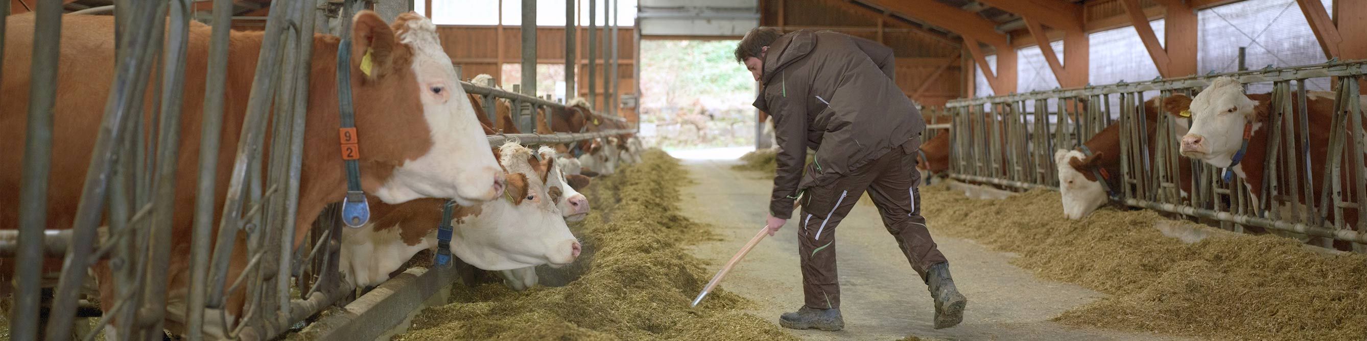 Agrarpolice Landwirt im Kuhstall