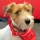 Charlie <br/>Parson Jack Russell Terrier