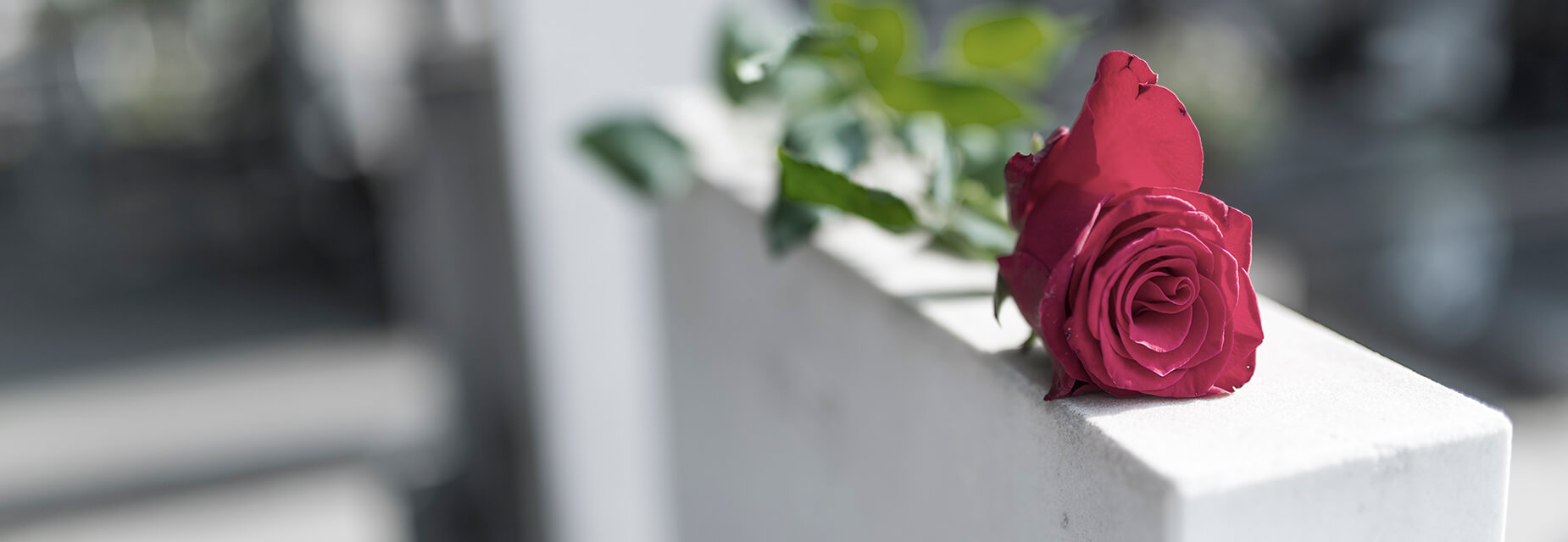 Rose auf Mauer
