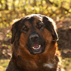Bürohund Ghandi