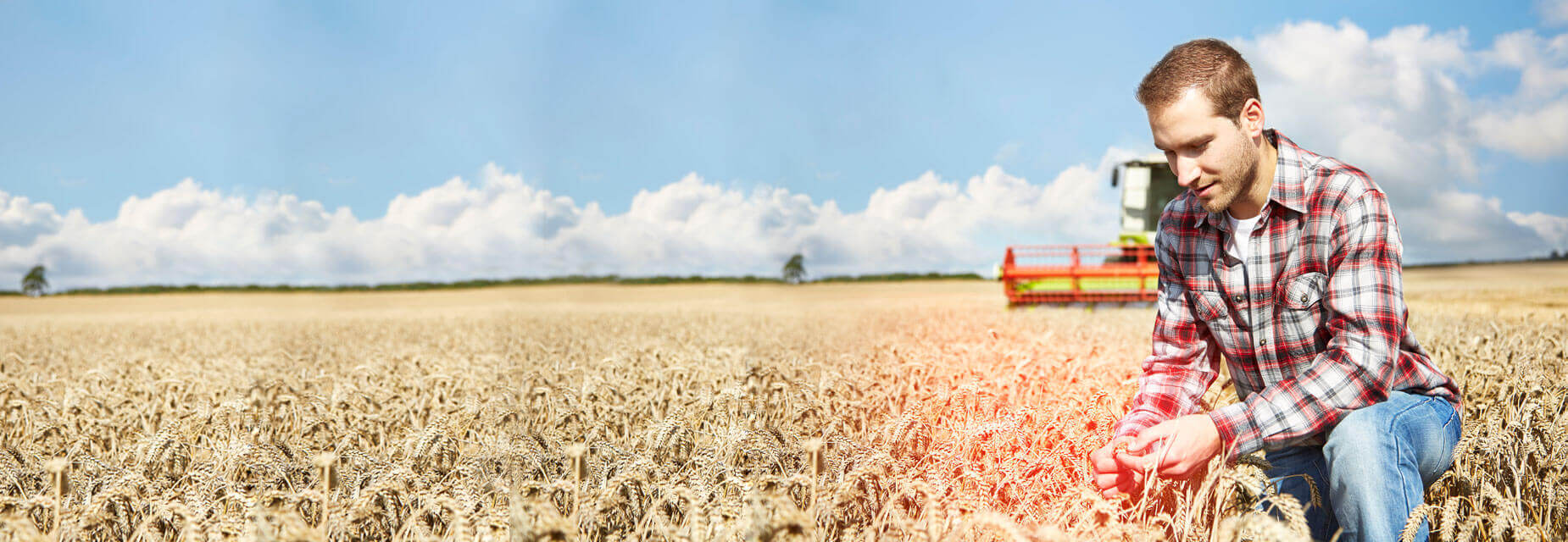 Landwirt prüft Ernte auf Feld