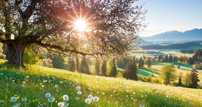 Blumenwiese mit Baum