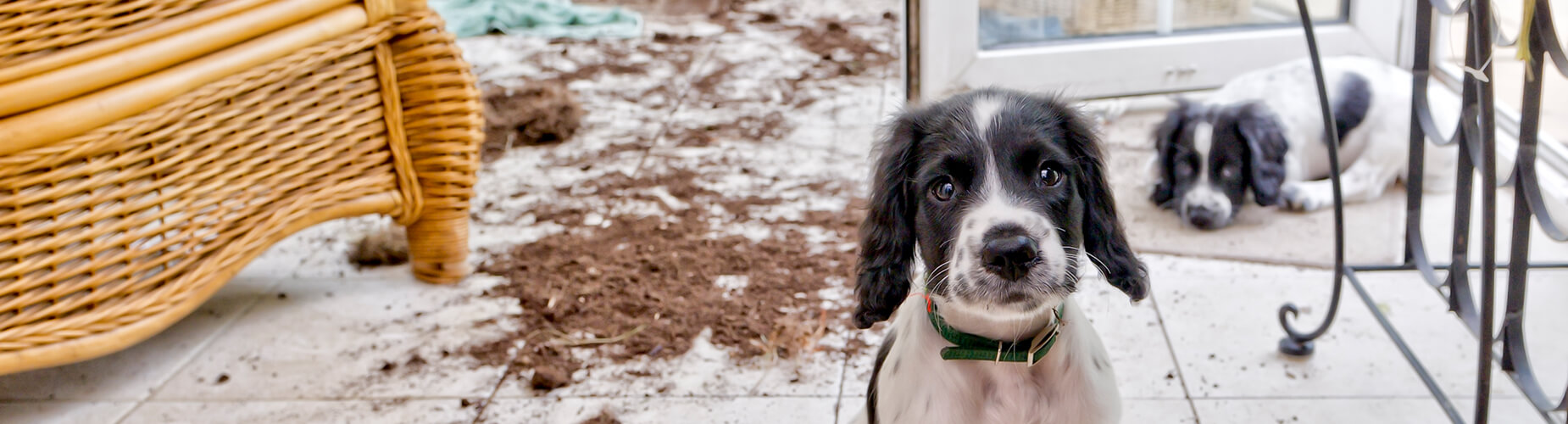 Hundehaftpflicht | Hund macht Schaden