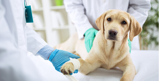 Hundehaftpflicht - Hund beim Tierarzt