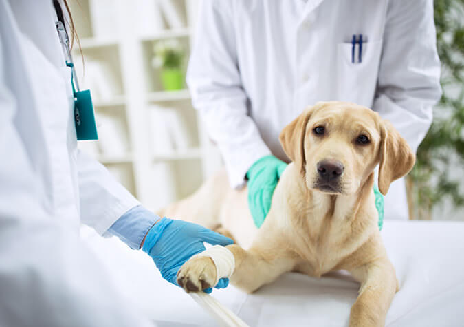 Hund beim Tierarzt