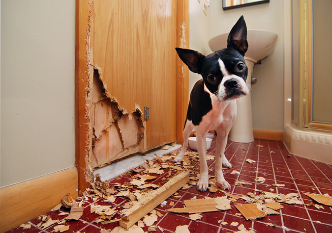 Hund hat Tür beschädigt 