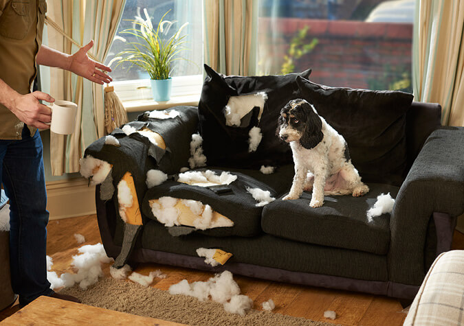 Hund beisst Sofa kaputt
