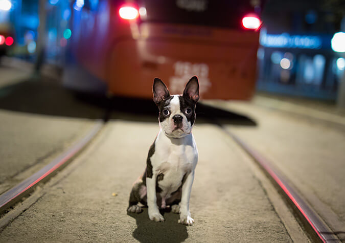Hund sitzt auf Bahngleisen
