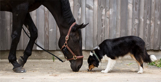 Tierhalterhaftpflicht - Pferd und Hund 