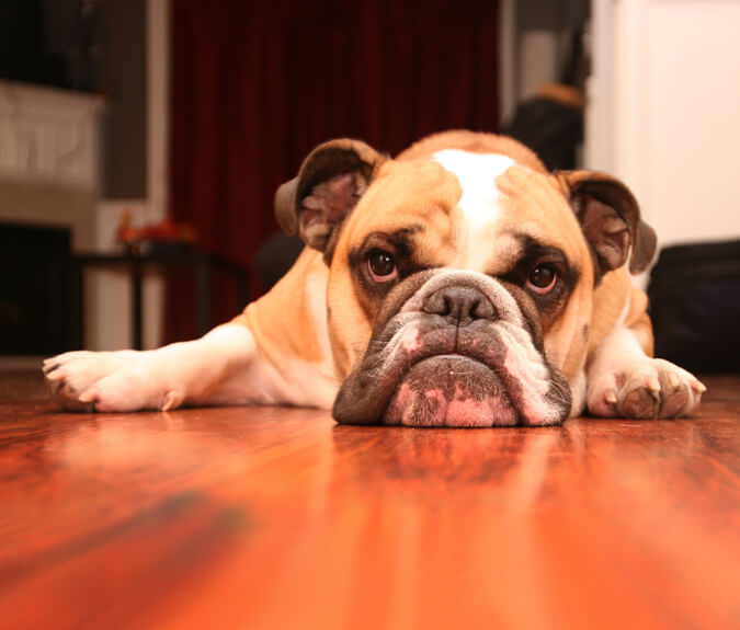 Tierhalterhaftpflicht - Hund liegt auf dem Boden