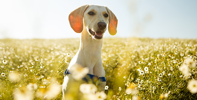 Hund im Blumenfeld