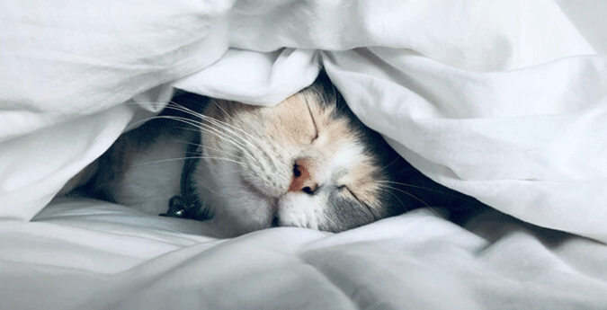 Katzen-OP-Versicherung - Katze unter Bettdecke