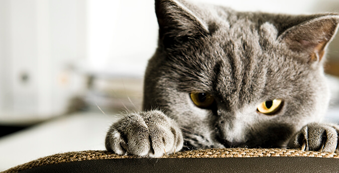 Katzenhaftpflichtversicherung - Katze schärft Krallen auf Sessel