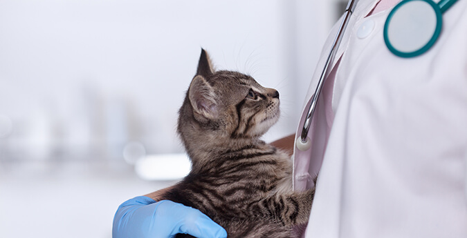 Krankenversicherung für Katzen - Katze mit Arzt