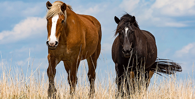 Zwei Pferde in der Landschaft