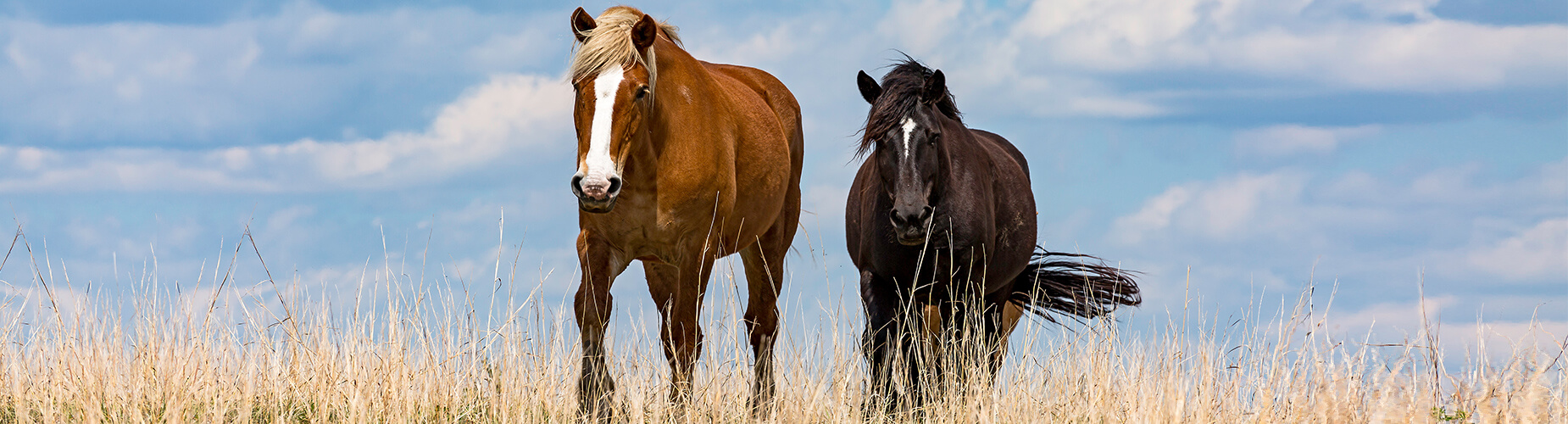 Zwei Pferde in der Landschaft