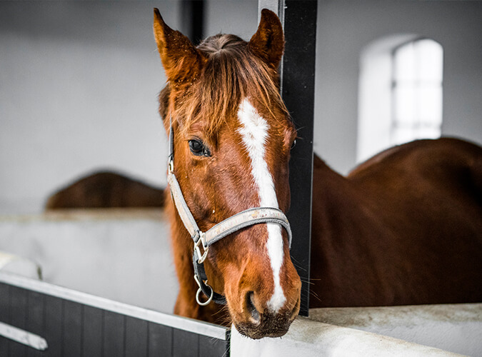 Pferdeversicherungen - Pferd im Stall