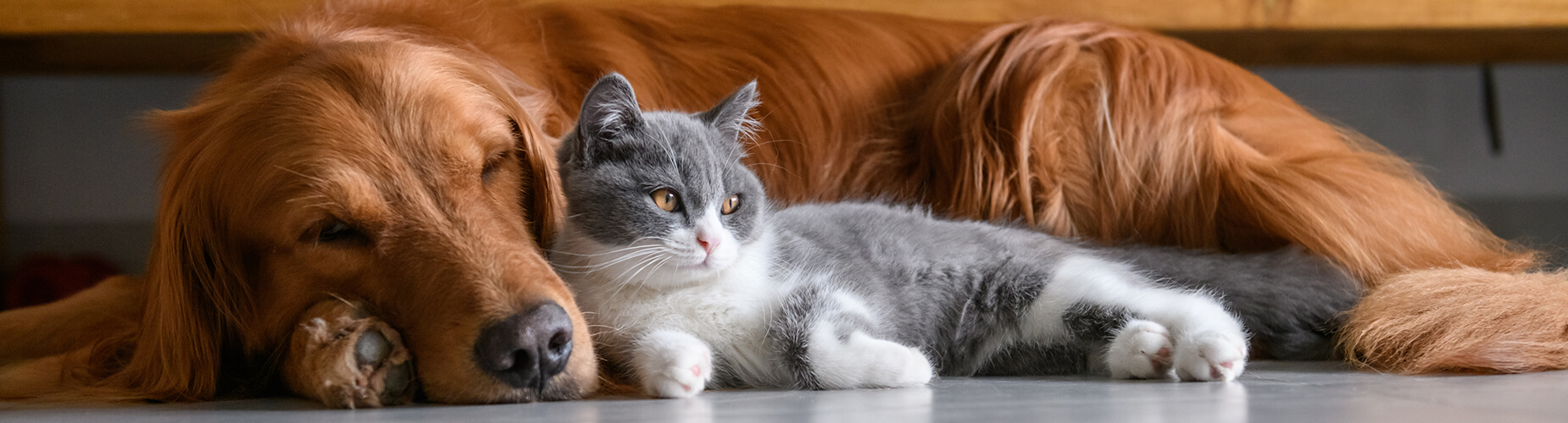 Hund und Katze