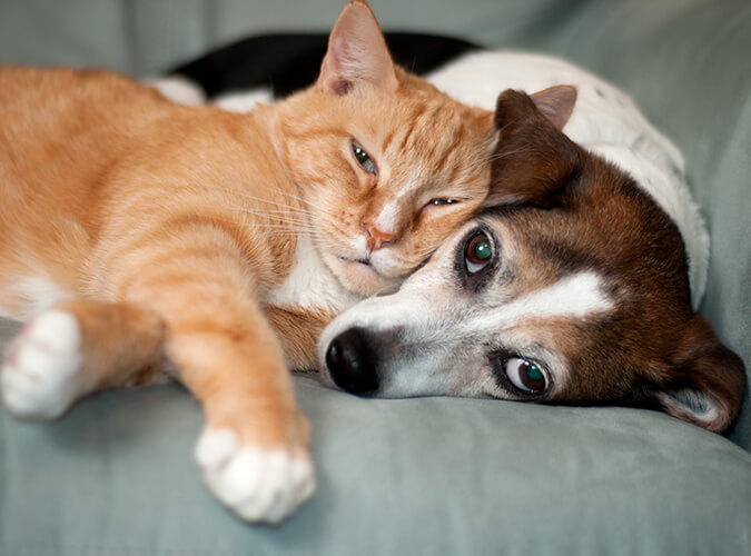 Hund und Katze kuscheln