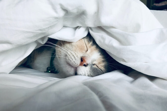 Kätzchen unter der Bettdecke