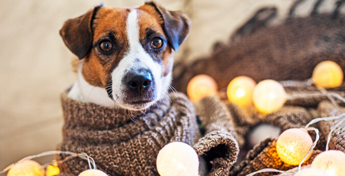 Hund liegt auf einer Decke