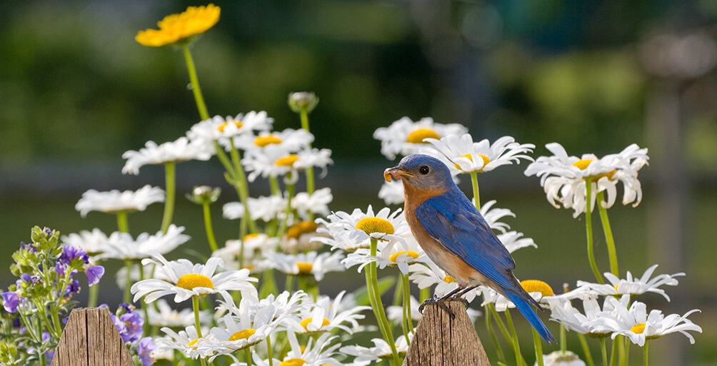 Vogel und Blumen