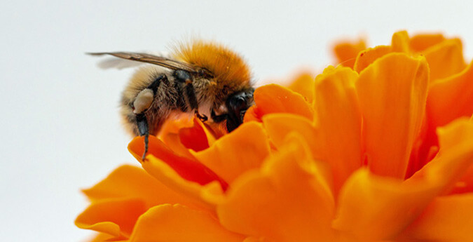 Biene auf Blume