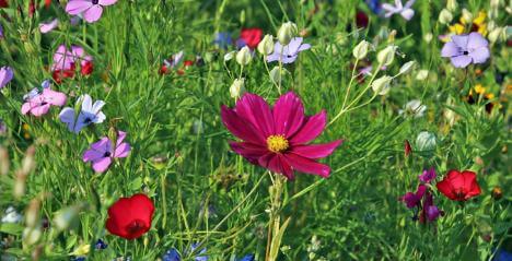 Blumenwiese