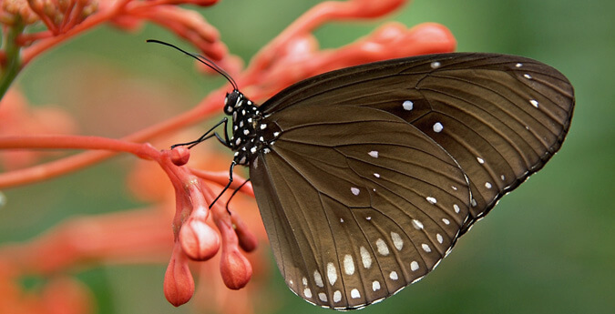 Schmetterling