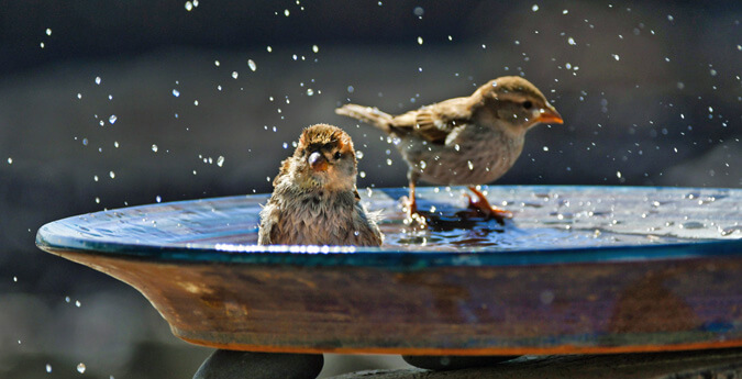 Vögel im Vogelbad