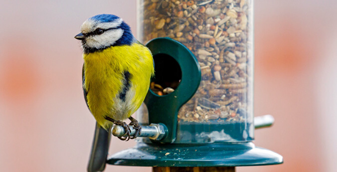 Vogel frisst Vogelfutter