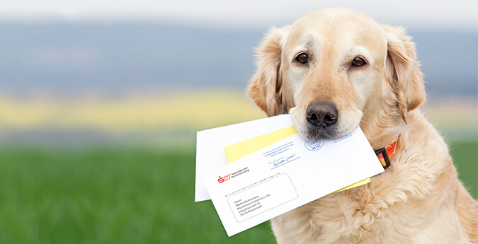 Hund mit Briefen im Maul